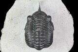 Morocconites Trilobite - Clear Eye Facets #68648-2